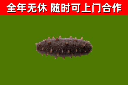 安庆烟酒回收干海参.jpg